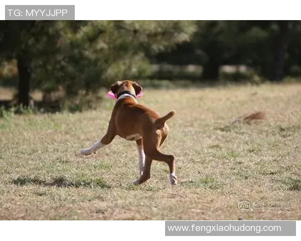 北京飞盘队反击战:胜负背后的策略与教训分析 北京飞盘队反击战:胜负背后的策略与教训分析